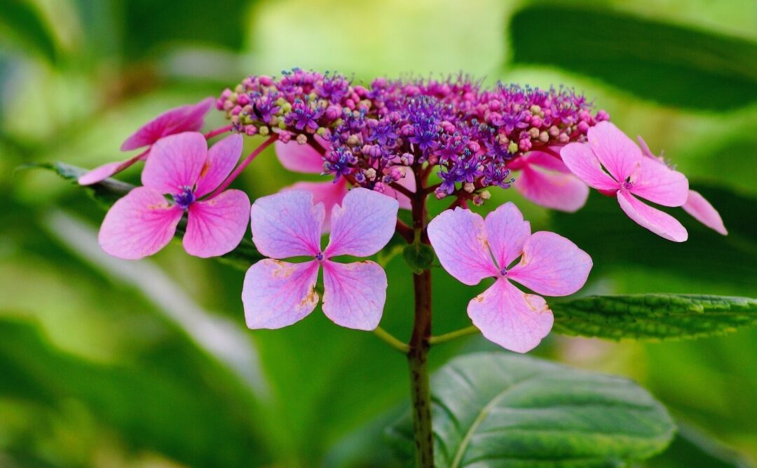 Hydrangea serrata: Tutto quello che devi sapere