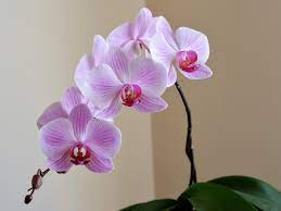 Potatura orchidee: Tutto quello che devi sapere
