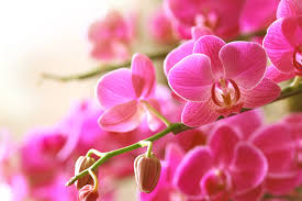 Potatura orchidee: Tutto quello che devi sapere 1 orchidea1