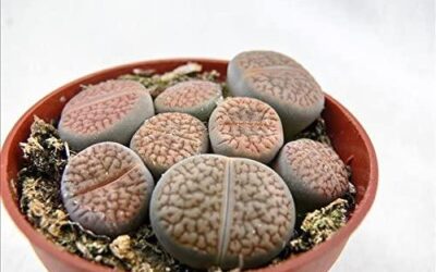 Piante Sasso o Sassi viventi: Tutto quello che devi sapere sul Lithops