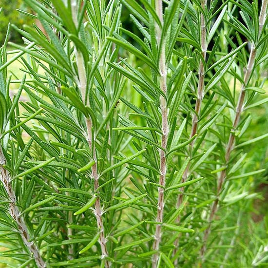 Quando potare il rosmarino: Tutto quello che devi sapere - Guida 2 rosmarino rosmarinus officinalis