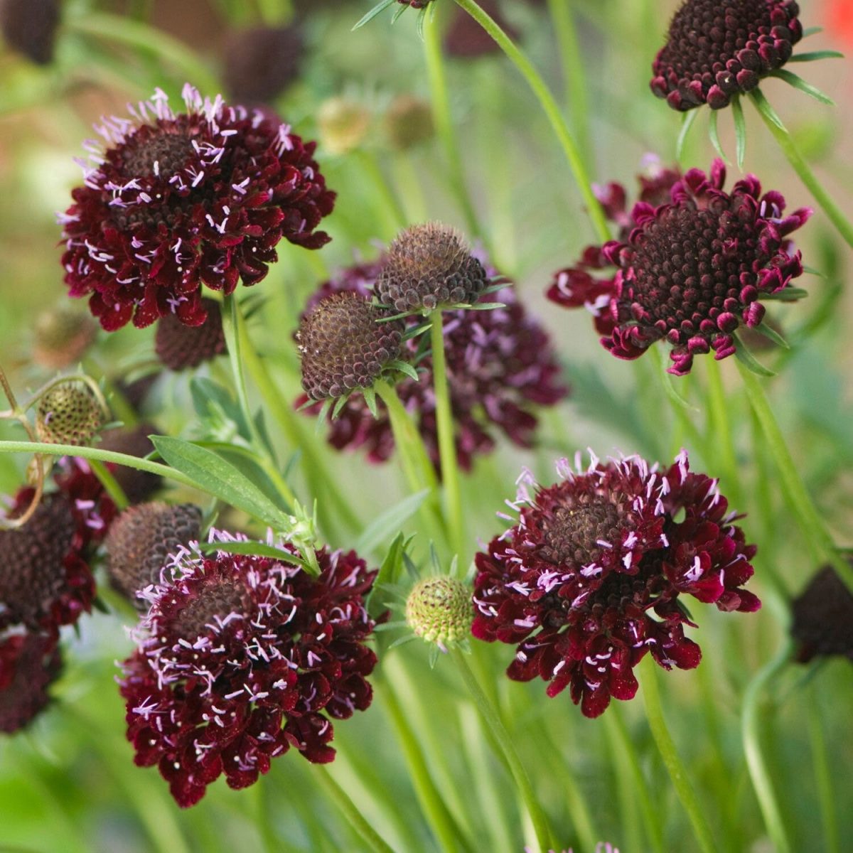 Scabiosa atropurpurea: Tutto quello che devi sapere 2 scabiosa 1