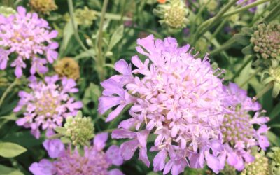 Scabiosa atropurpurea: Tutto quello che devi sapere