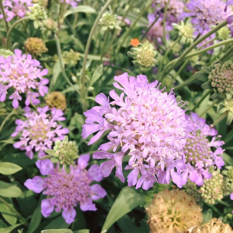 scabiosa 2
