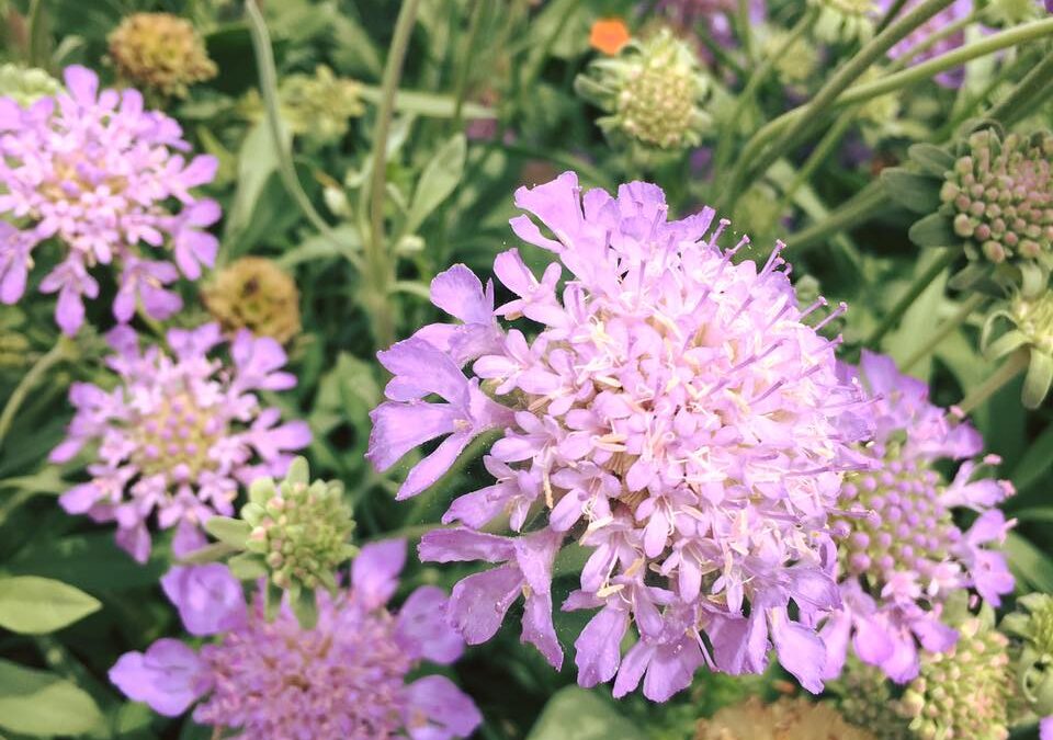 Scabiosa atropurpurea: Tutto quello che devi sapere