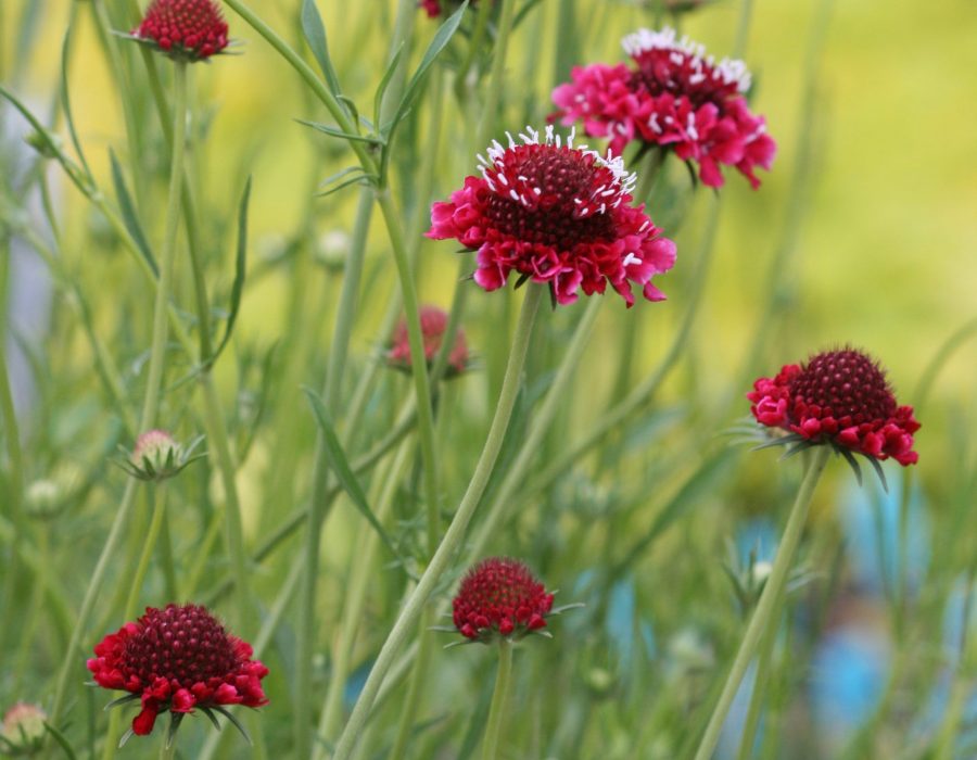 Scabiosa atropurpurea: Tutto quello che devi sapere 1 scabiosa 3
