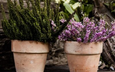 Piante sempreverdi da balcone: Tutto quello che devi sapere