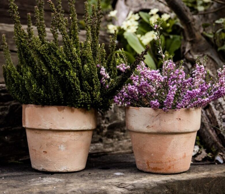 Piante sempreverdi da balcone: Tutto quello che devi sapere