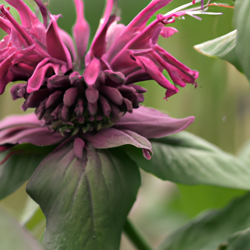Monarda: tutto quello che devi sapere