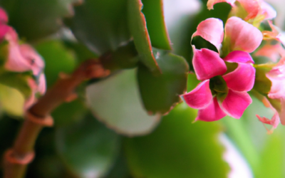 Kalanchoe: tutto quello che devi sapere