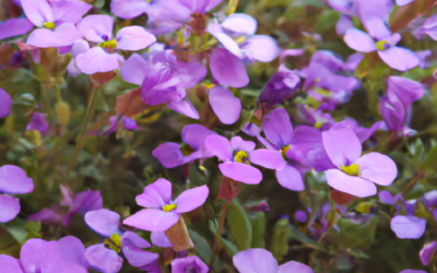 Aubretia: tutto quello che devi sapere