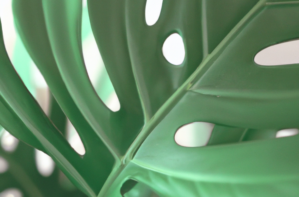 Monstera pianta: tutto quello che devi sapere