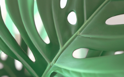 Monstera pianta: tutto quello che devi sapere