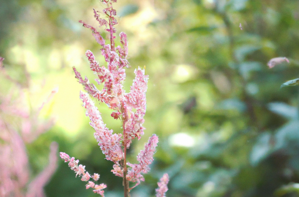 Astilbe