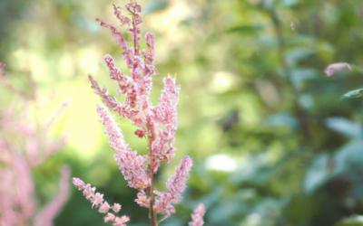 Astilbe
