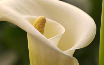 Calla: tutto quello che devi sapere