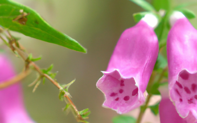 Campanelle fiori: tutto quello che devi sapere