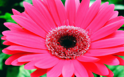 Gerbera: Guida 2026 a Significato, Coltivazione e Cura