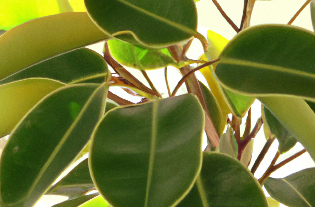 Ficus elastica: Tutto quello che devi sapere