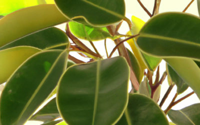Ficus elastica: Tutto quello che devi sapere