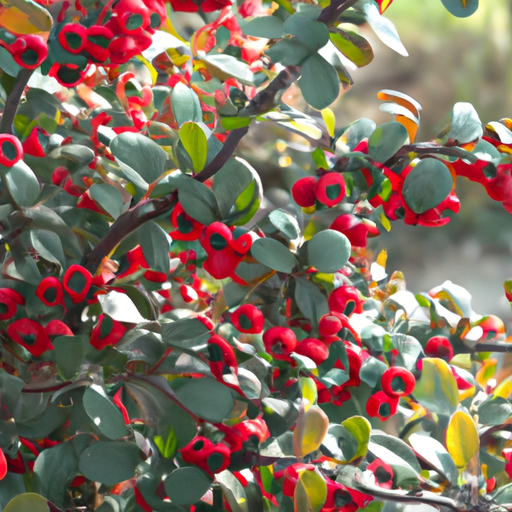 Cotoneaster: informazioni coltivazione cure