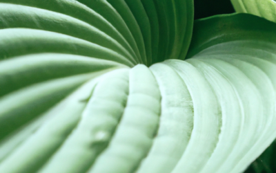 Hosta: tutto quello che devi sapere