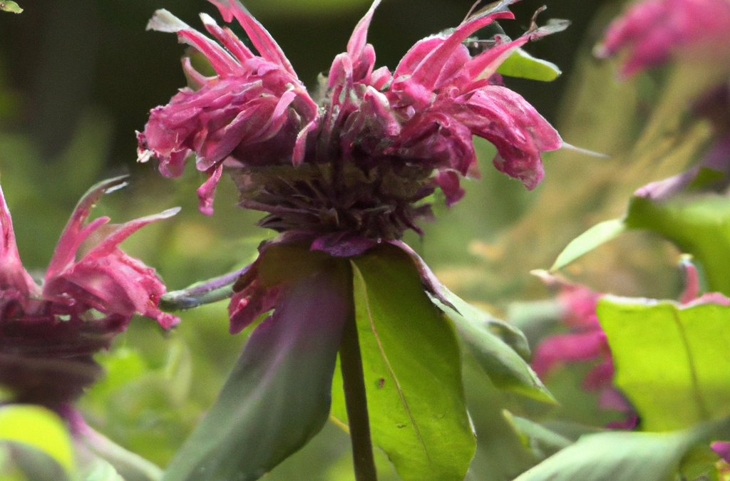 Monarda: tutto quello che devi sapere