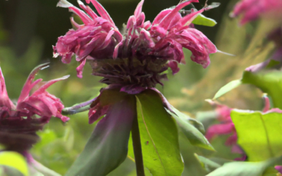 Monarda: tutto quello che devi sapere