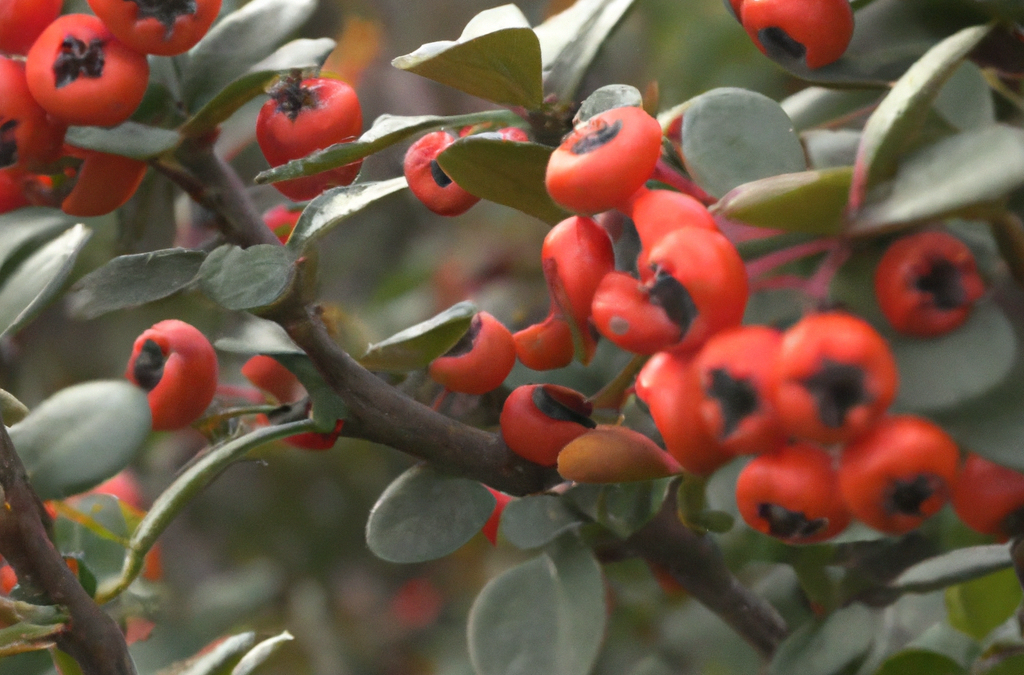 Cotoneaster: informazioni coltivazione cure