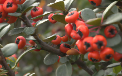 Cotoneaster: informazioni coltivazione cure