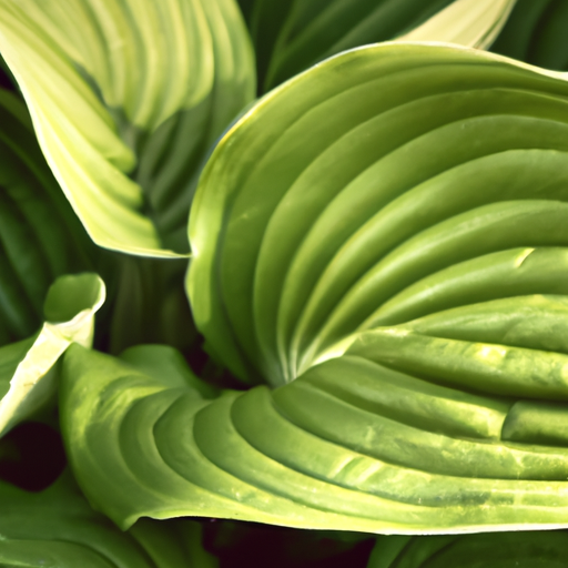Hosta pianta: tutto quello che devi sapre