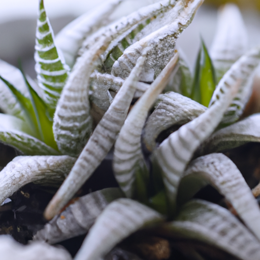 Haworthia: Caratteristiche varietà cura delle piante succulente 1 Haworthia: Caratteristiche varietà cura delle piante succulente