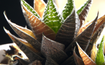 Haworthia: Caratteristiche varietà cura delle piante succulente