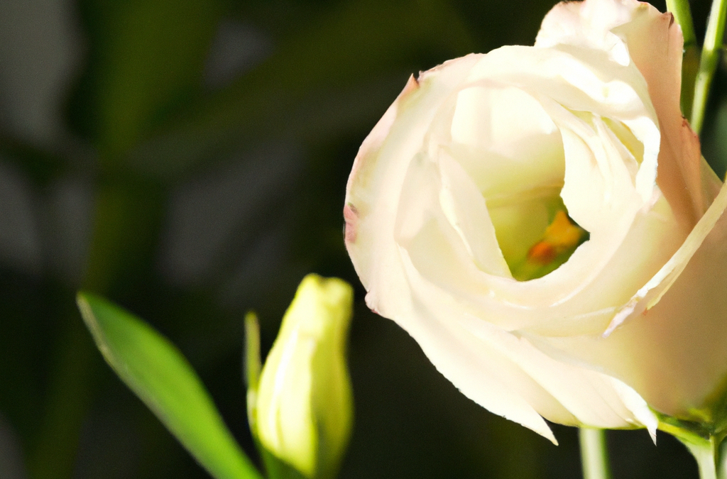 Lisianthus: cura coltivazione, significato fiore