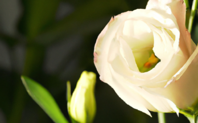 Lisianthus: cura coltivazione, significato fiore