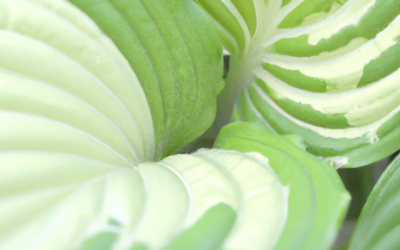 Hosta pianta: tutto quello che devi sapre