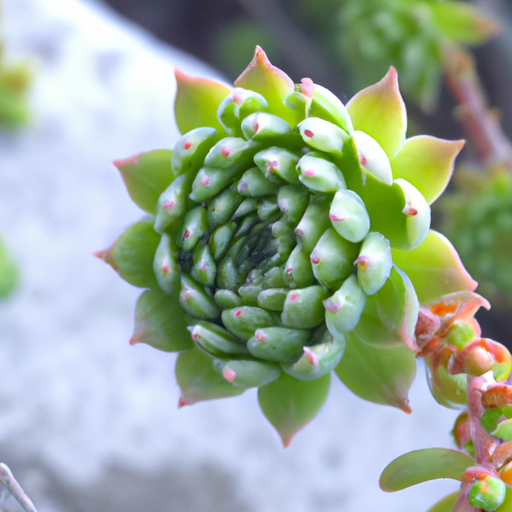 Sedum palmeri: tutto quello che devi sapere 1 Sedum palmeri: tutto quello che devi sapere
