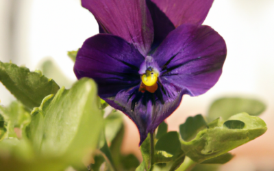 Violaciocca fiore da giardino: tutto quello che devi sapere