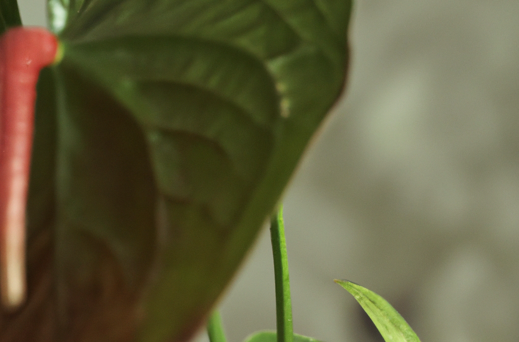 Anthurium: Come curarlo coltivarlo