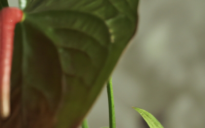 Anthurium: Come curarlo coltivarlo