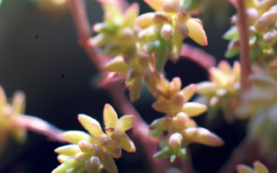 Sedum morganianum coltivazione: tutto quello che devi sapere