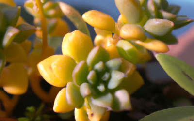 Sedum palmeri pianta grassa: Guida completa 2024