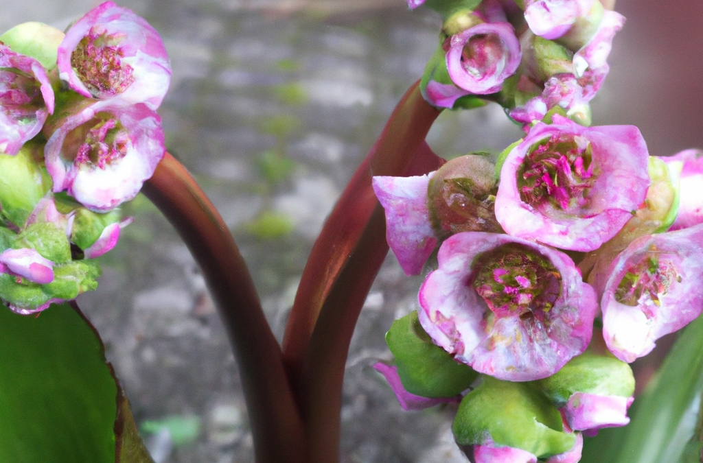 Bergenia: tutto quello che devi sapere