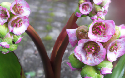 Bergenia: tutto quello che devi sapere