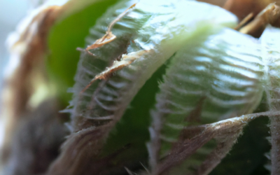 Haworthia: tutto quello che devi sapere