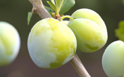 Calicantus: coltivazione e cure