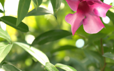 Dipladenia rampicante: tutto quello che devi sapere