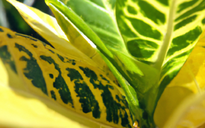 Croton: tutto quello che devi sapere
