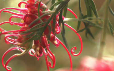 Grevillea: tutto quello che devi sapere