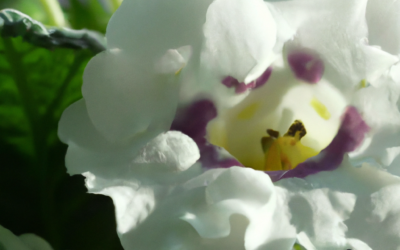 Gloxinia: tutto quello che devi sapere